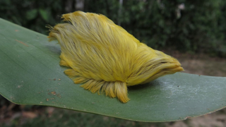 Rare Caterpillar Resembles Donald Trump's Hair